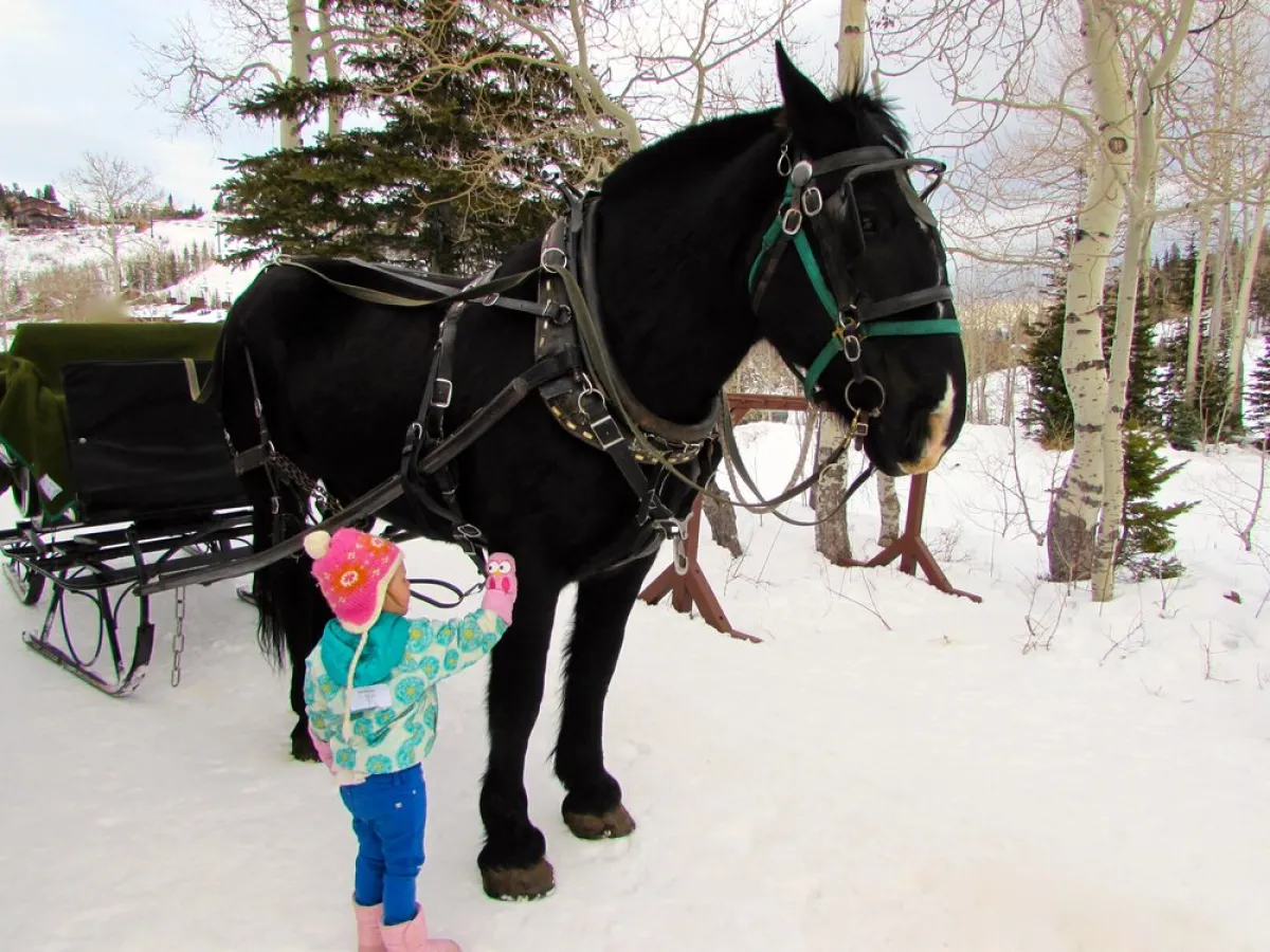 a horse that is standing in the snow