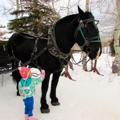 a horse that is standing in the snow