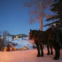 a close up of a horse